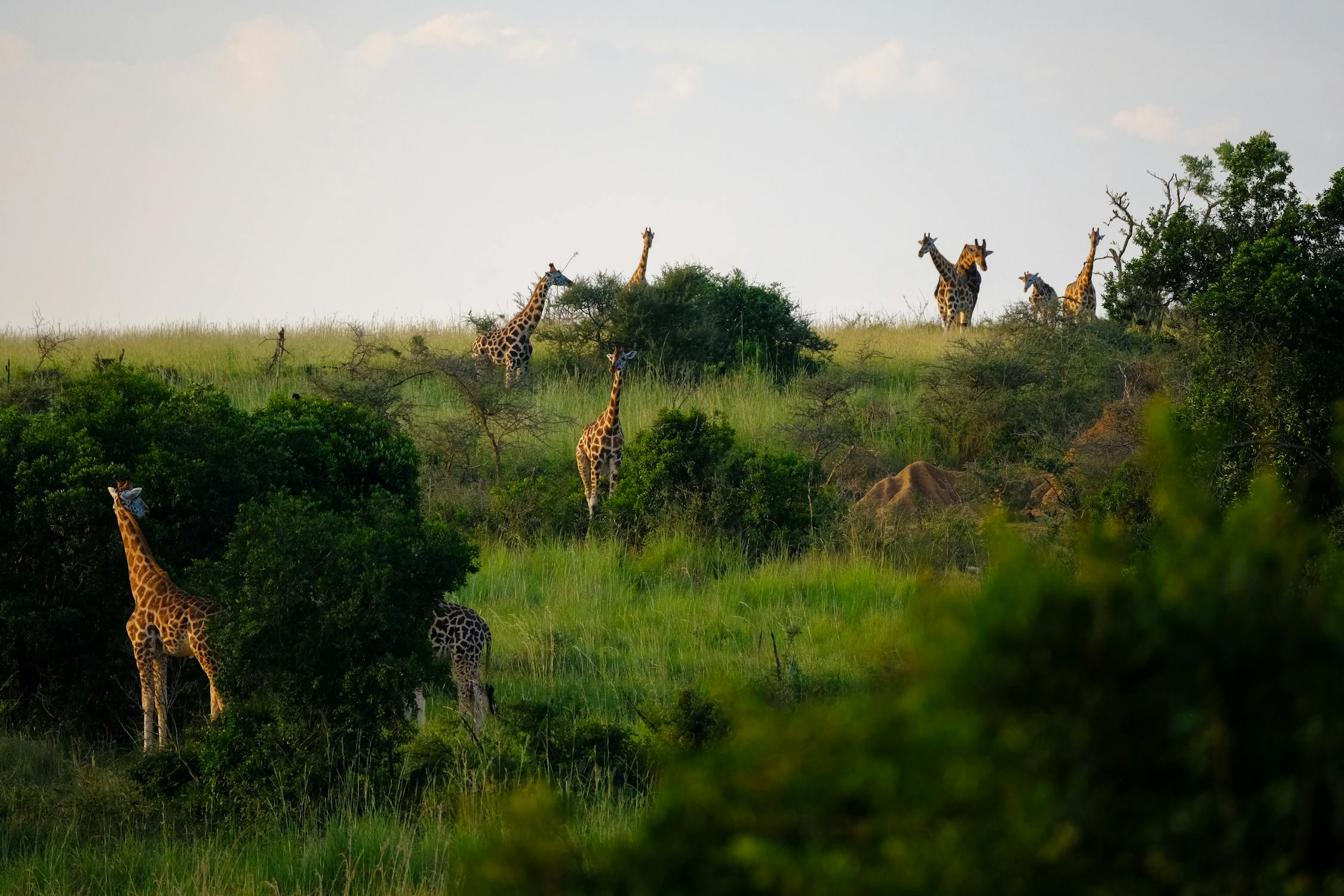 Wildlife Safari